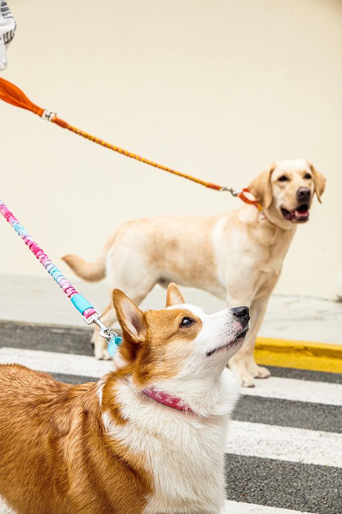 Japanese TUFF HOUND Pet Supplies Highly Length for Urethane Foam for Walks [Authorized Distributor] Leash, Extendable, 95-140cm, Dogs, Large, Medium,