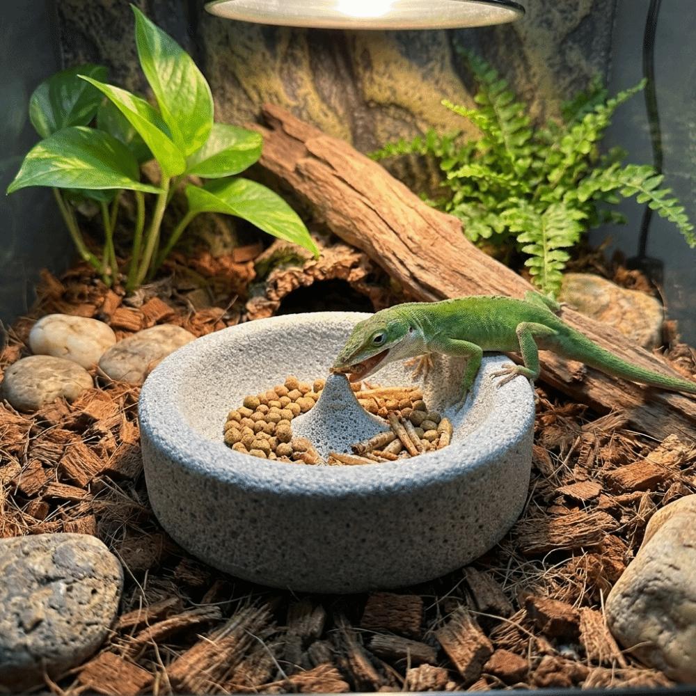 Anti-Knoei Papegaai Poot Slijpkom Ronde Huisdier Waterbak Cavia Voedselbak Decoratief