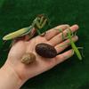 Kids Toys Praying Mantis Toy Snail Growth Cycle Life Cycle Figures Cycle Mantis Figurine