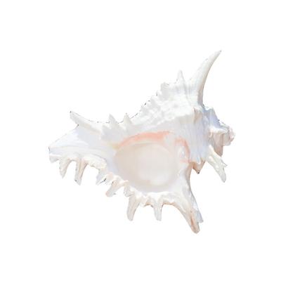 Natural Conch Shell,Large Conch Seashells for Vases Fillers,Living Room Wedding Decors Beach Theme Party Home Decorations