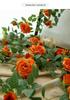 Artificial Rose Vine for Air Conditioner Pipe and Ceiling Wall Decoration