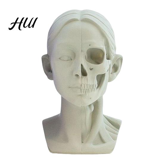 Human Anatomy Teaching Tool Generic Planar Head Model for Drawing Resin Skull Sculpture with Accurate Detailed Muscle Structure Art Study Sketching