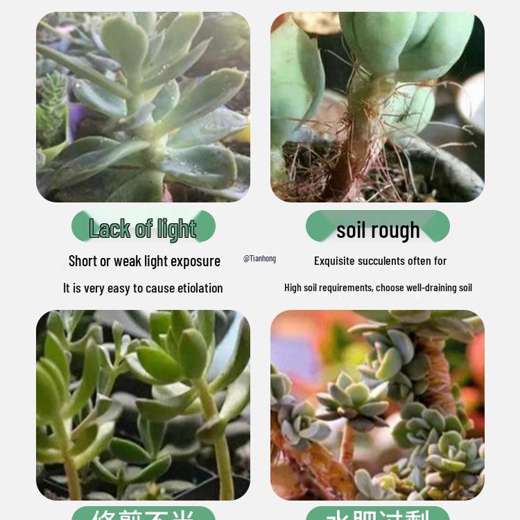 Compact Succulent Growth Hormone & Color Enhancer - Anti-Etiolation Dwarfing Nutrient Solution