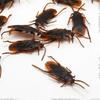 10Pcs Simulation Plastic Cockroach April Fool's Day Toy