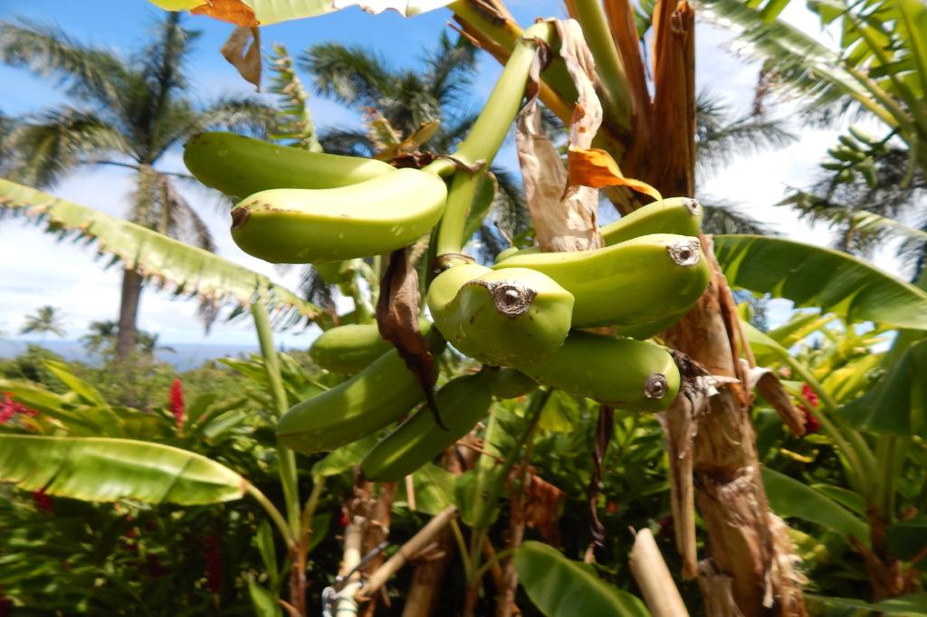 SAFLAX Common Banana - 10 Seeds - Musa X Paradisiaca