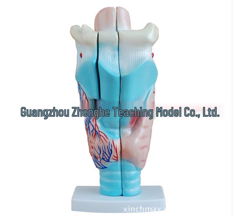 Enlarged Human Larynx Anatomy Teaching Model 11.5*11*24 cm