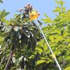 1Pc High-altitude Plastic Fruit Picking Tool Garden Orchard Field Basket Fruit Picker Head Apple Pear Peach Lemon Fruits Picking
