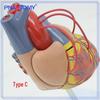 Anatomy Cardiovascular Heart Bypass Model Specimen