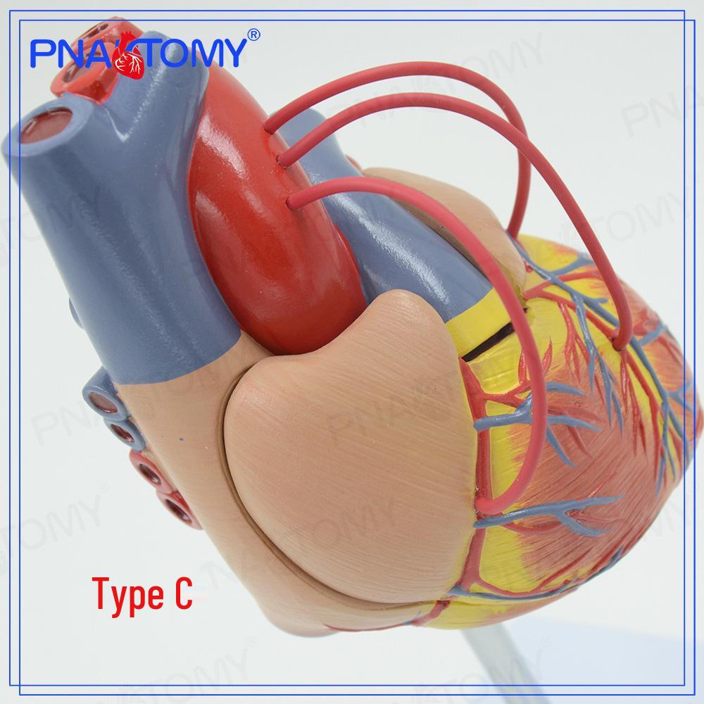 Anatomy Cardiovascular Heart Bypass Model Specimen