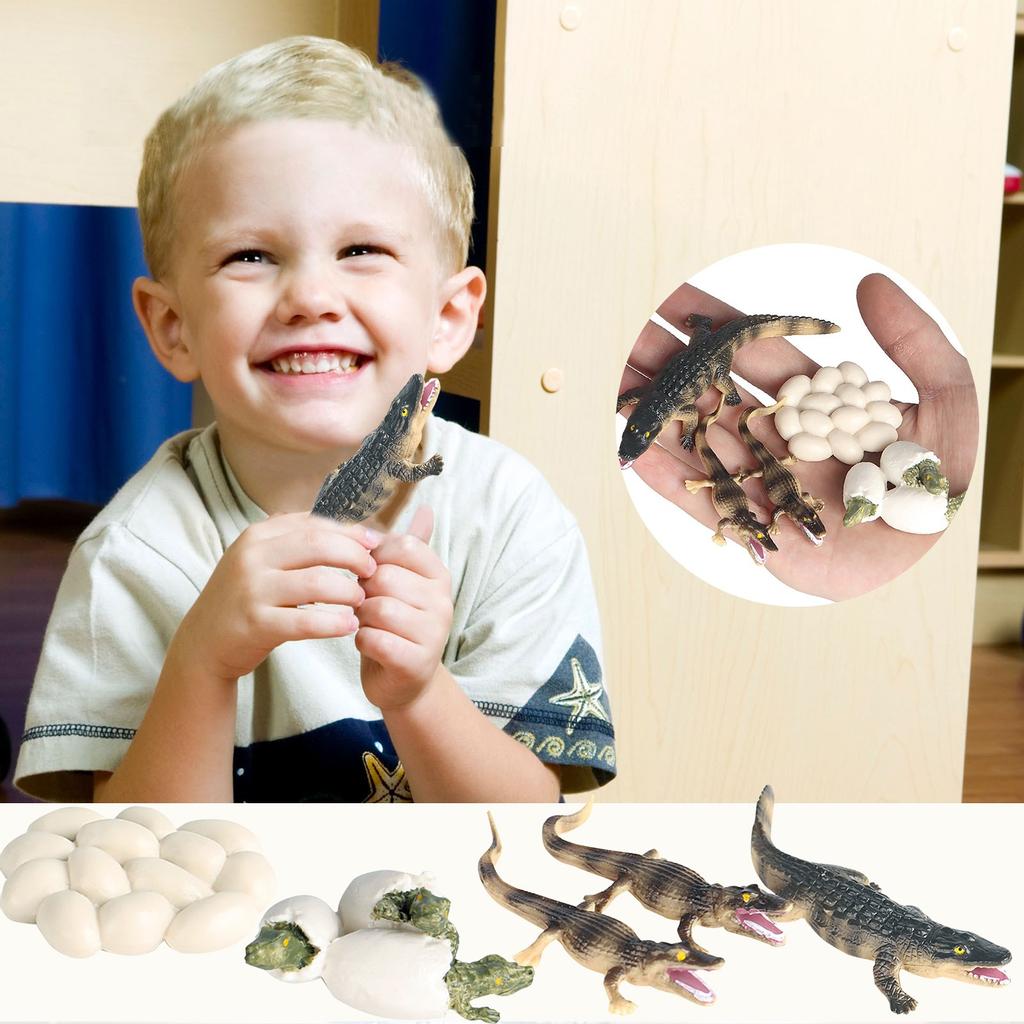 Educational Simulation Children's Best Animal Growth Cycle Model Cartoon Toys