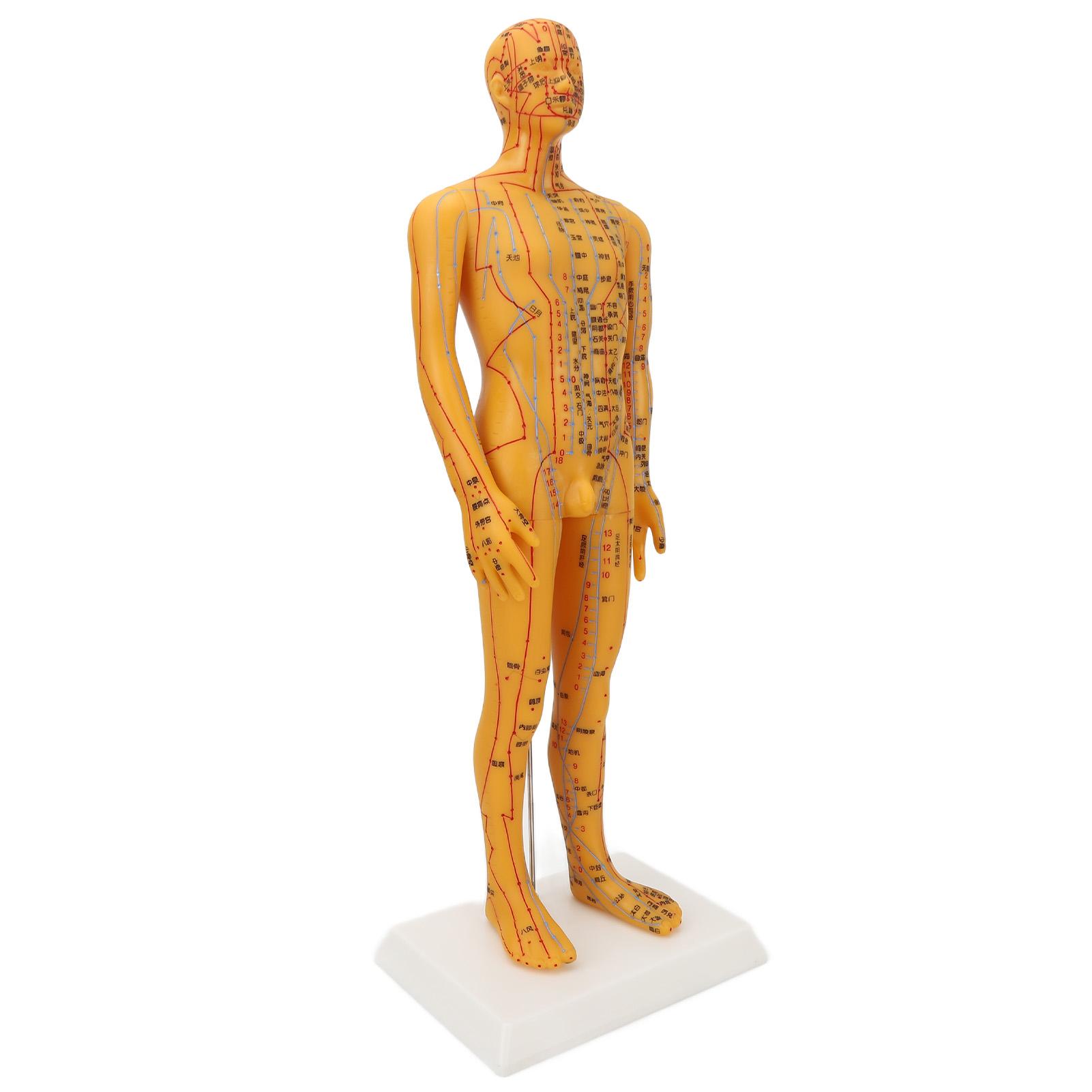 

53cm Human Body Acupuncture Model Man Chinese Medicine Teaching Acupoint Mannequin Pressure Point Acupuncture Model