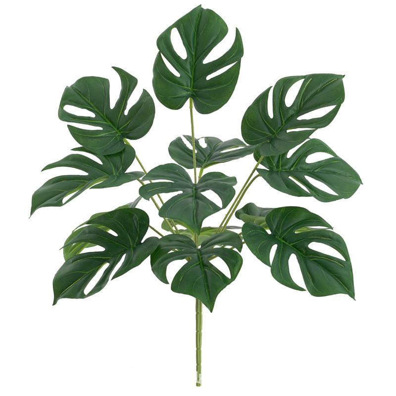 

Makoyana Green Goeppertia Plant For Photography Studio And Home Interior Turtle Back Green