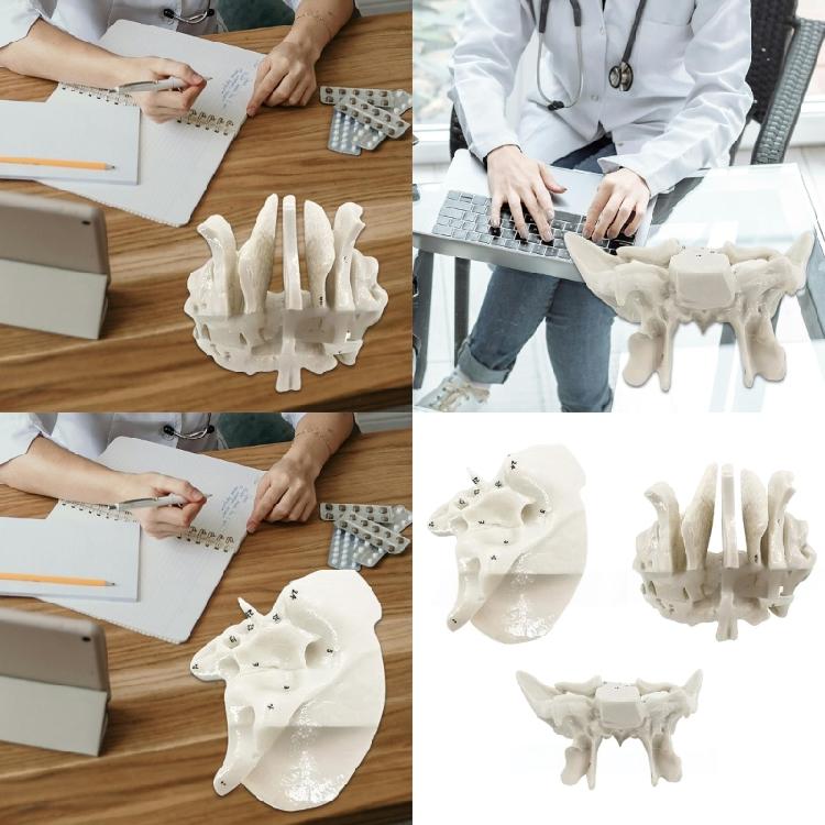 Human Skeleton Model for Lab School Temporal Bone Model Human Ethmoid Bone Anatomy Model Medicals Teaching Tool
