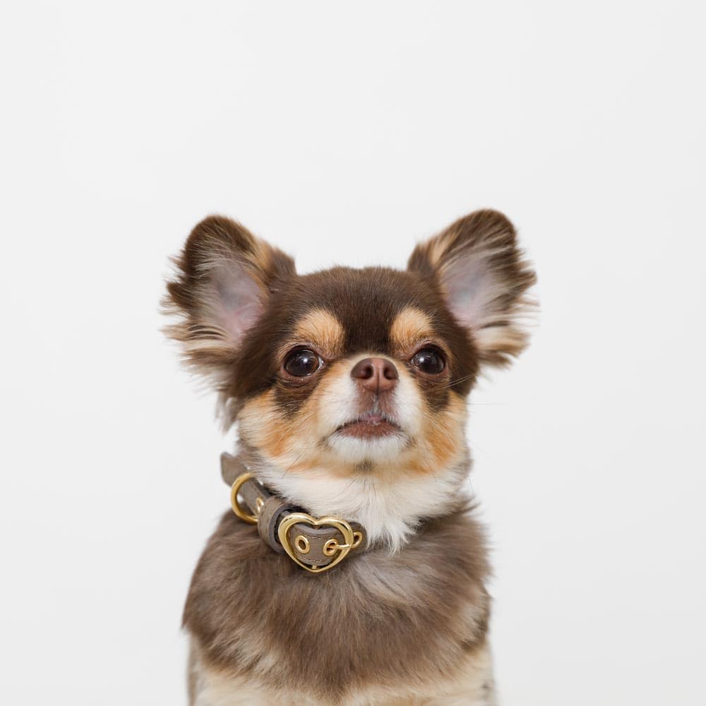 Kožený obojek pro malé psy s přezkou ve tvaru srdce z pravé hovězí kůže, nastavitelný, ideální na procházky a výlety monchéri [Zmenšený obojek] (S/Mocha)