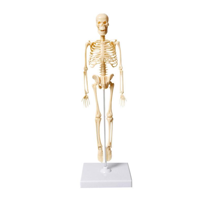 High-Quality 3D High-Quality Human High-Quality Anatomy High-Quality Organ High-Quality Teaching High-Quality Aids High-Quality Torso Construction