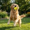 High Elasticity Pet Toy Ball Latex Squeaky Toy Ball Molar Ball Teeth Cleaning Toy  Pet Supplies