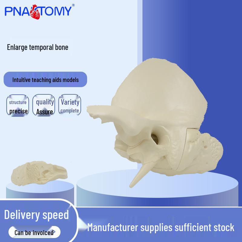 Enhanced Human Temporal Bone Model for Teaching 36x36x12 cm