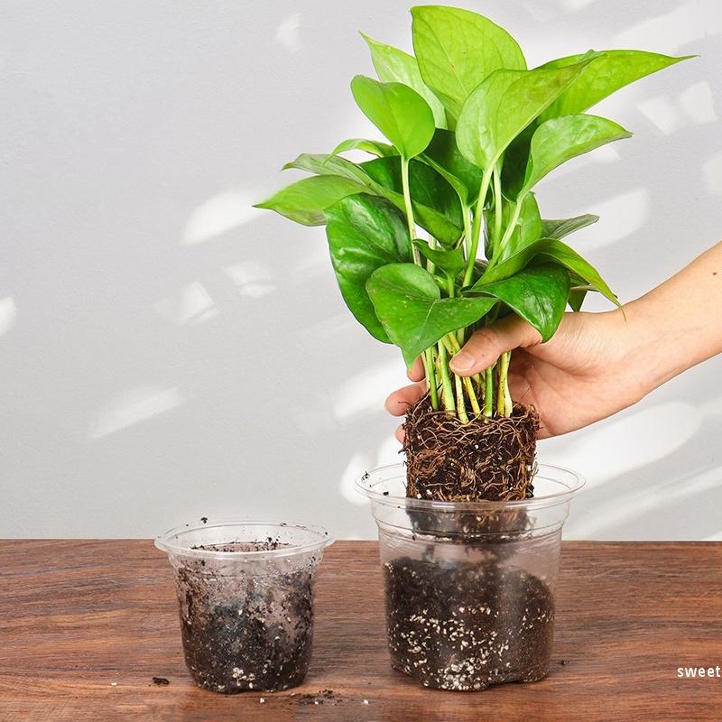 Transparent 10/30Pcs Flowerpot Thickened Plant Nursery Pot Seedling Cup Gardening Transplantation Potted Flower Pot Planters