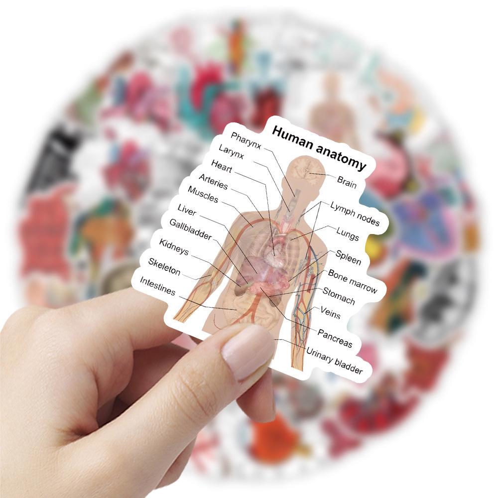 50 Cross-border Human Anatomy Graffiti Suitcase Stickers