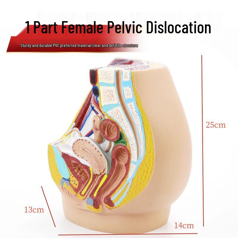 Female Pelvis Model: Midsagittal Urogenital System for Teaching & Anatomy