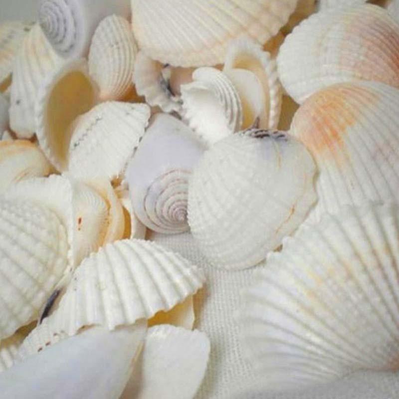 Circa 100g di Conchiglie Marine Miste 30 Pezzi per Sacchetto, con Colori Casuali per Creare un Paesaggio Acquario Unico