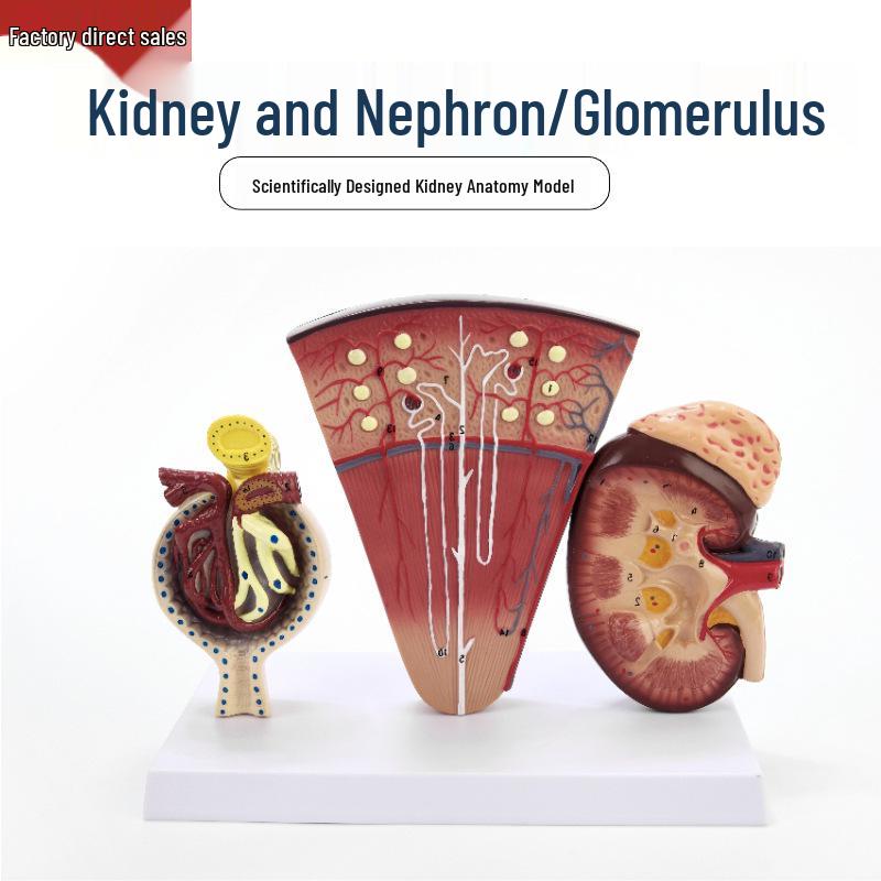 Human Kidney and Nephron Anatomy Model - Urinary System Structure Glomerulus Model