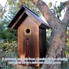 10Pcs Bird House Protective Cover 1/2 Inch Opening Rustproof Copper Bluebird House Predator Guard with Screw for Outdoor, Houses