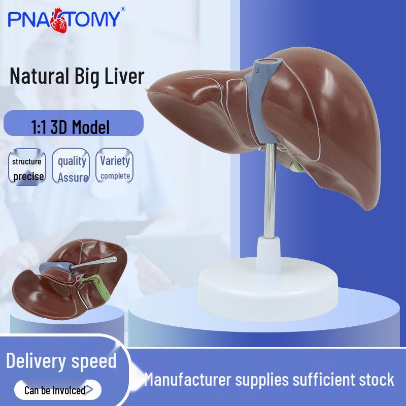 Human Liver, Gallbladder, Pancreas & Spleen Anatomy Model for Teaching & Display PVC Material