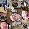 Cozy Detachable Elevated Cat Hammock Breathable With Stand Cat Standing Bed Comfortable Warm Pet Sleeping Nest All-season