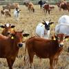 M-Modern-100 Pieces Blank Cow Ear Tags Large Plastic Livestock Ear Tags For Cow Horse Dog Pig Goat Sheep Farm Management