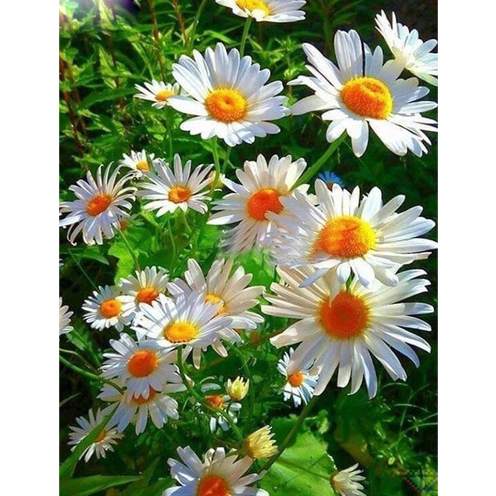 Full 5D Diy Diamond Painting White Flowers Diamond Embroidery Full Lay Cross Stitch Home Decor Handmade Gift