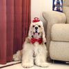 2Pcs/Set Creative Pet Sequin Bow Tie Adjustable Pet Crown Collar Pet Headpiece  Pet birthday Costume