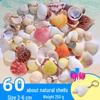 Handmade Decorative Seashells & Starfish for Fish Tanks: Landscaping, Painting, Specimens, Whelks, Hermit Crabs