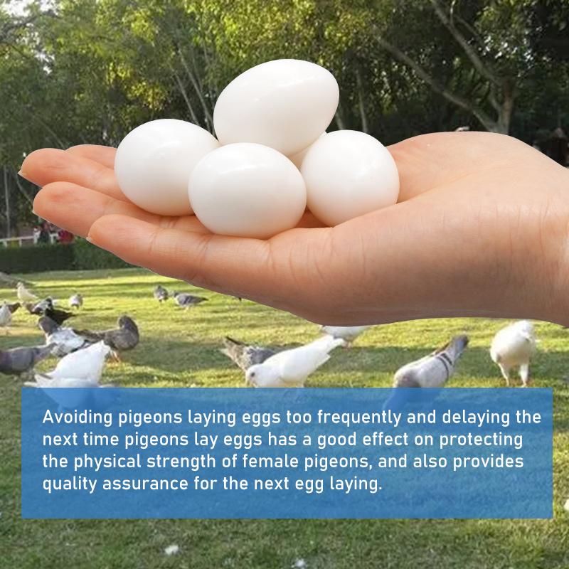 10 pièces Œufs de Pigeon Artificiels Remplis Plastique Simulation Pour Éclosion Élevage Fournitures Œufs Artificiels pour Pigeons Voyageurs Élevage Fournitures
