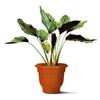 Round Pots for Plants|Best Gift for Nature Lovers|Indoor and Outdoor Flower Pot for Home/Office/Table/Garde