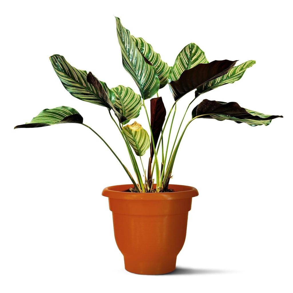 Round Pots for Plants|Best Gift for Nature Lovers|Indoor and Outdoor Flower Pot for Home/Office/Table/Garde