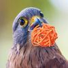 10Pcs Pet Bird Rattan Ball Toy Parrot Chew Toys for Budgies Hamsters Bunny DIY Craft Decoration Ball Random Color