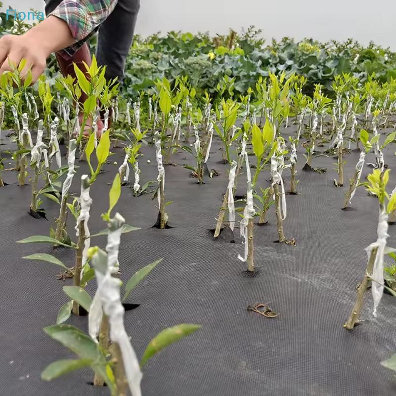 Self-adhesive Plant Grafting Tape, Stretchable Clear PE Film for Tree Grafting & Garden Repair