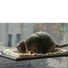 Window-Mounted Cat Hammock