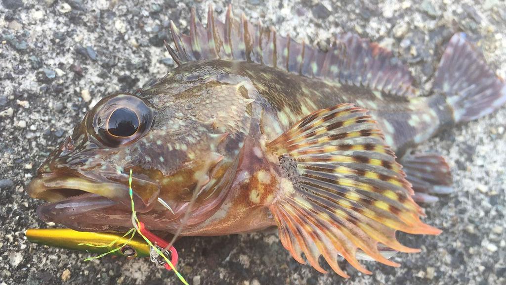 Abu Garcia Micro Jig Slim 1g Holo Shirasu Metal Jig Small Metal Jig SSMJSL1-HLSRU