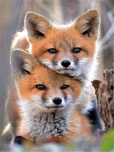 5D Diamond Painting Cross Stitch Animals Diamond Embroidery Fox Full Round Rhinestone Pictures Home Decor