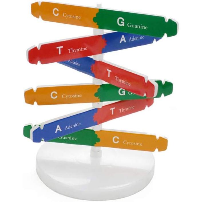 DNA Kit Self Double Helix Model kit Assembling DNA Display Stand Double Helix Model Human Genes Learning Toy Biological Teaching DNA Helix Model Aid