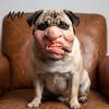 Dog Masque for Halloween Funny Masque, PU Foam Scary Pet Face Costume, Realistic Mouth Cute Dress Up with Elastic Band Up, Holiday Party, Photo Props
