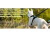 Dog Nylon Chest Harness and Leash for Large Pets