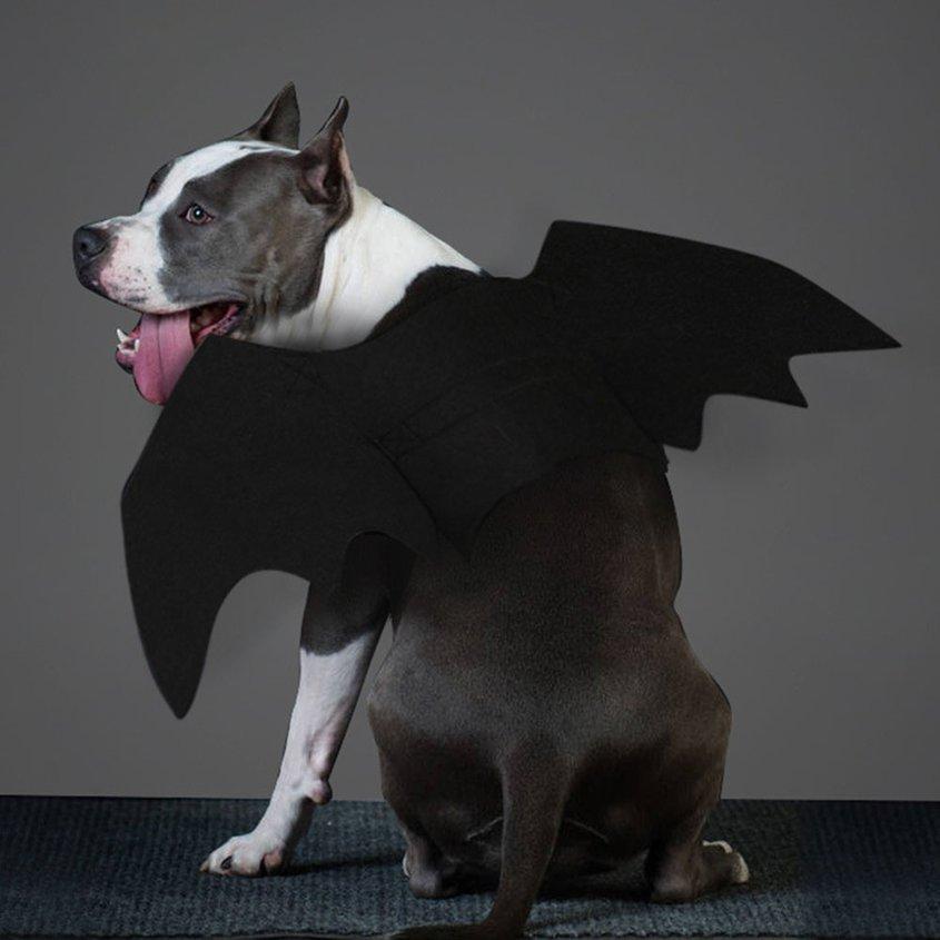 Halloween Pet Bat Wings Pet Cosplay Costumes Accessories for Dogs and Cats