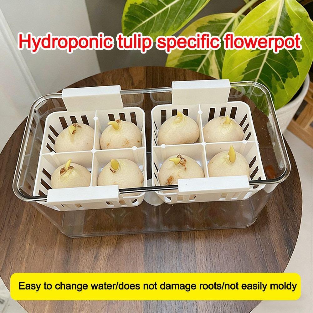 With Breathable Support Basket Tulip Hydroponic Flowerpot Clear Hydroponic Planter  Home Decoration