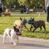 Botniță Reglabilă cu Bot Scurt Potrivită pentru Boturi Scurte Botniță pentru Pug Atingere Moale Botniță pentru Câine Anti-Scormonire