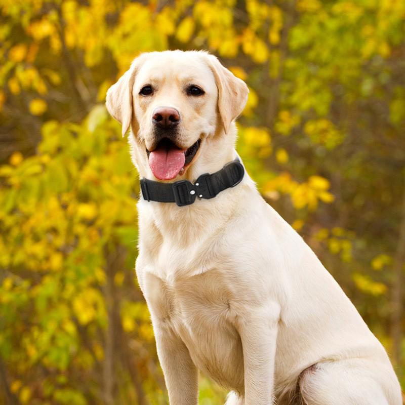 Heavy Duty Dog Collar Nylon Double Layer Webbing Cobra Buckle Medium To Large Dogs