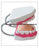 Children's Dental Teaching Aid: Tooth Brushing Toy Model