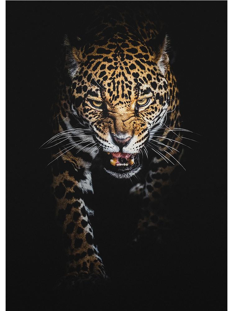 

Современный постер с леопардами на скандинавскую тему и печать на холсте, картина с дикими животными, настенное искусство, декоративная картина для гостиной, домашний декор 60x90cm No Frame